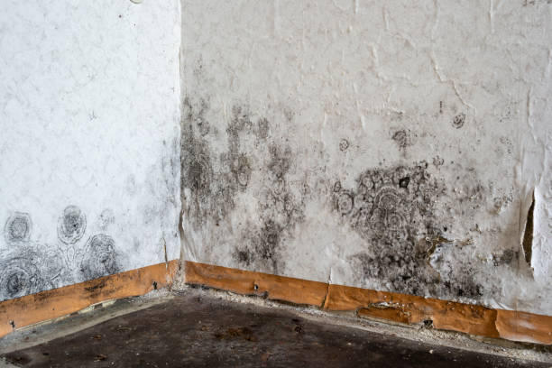 Best Toxic Mold Removal  in USA